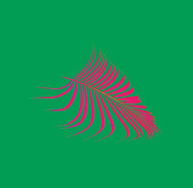 Beyaz arkaplanda yeşil palmiye yaprağı