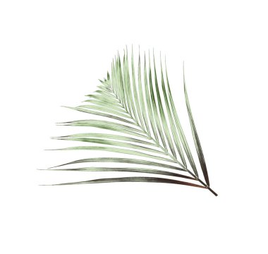 Beyaz arkaplanda yeşil palmiye yaprağı