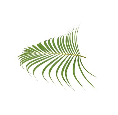 Beyaz arkaplanda yeşil palmiye yaprağı