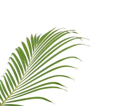 Beyaz arkaplanda yeşil palmiye yaprağı
