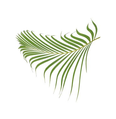 Beyaz arkaplanda yeşil palmiye yaprağı