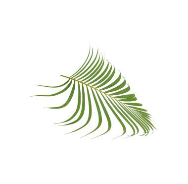 Beyaz arkaplanda yeşil palmiye yaprağı