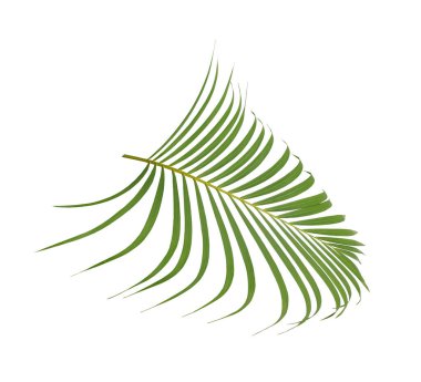 Beyaz arkaplanda yeşil palmiye yaprağı