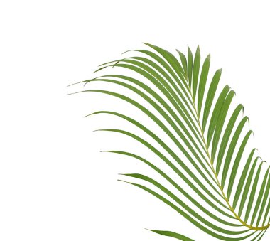 Beyaz arkaplanda yeşil palmiye yaprağı