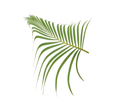 Beyaz arkaplanda yeşil palmiye yaprağı