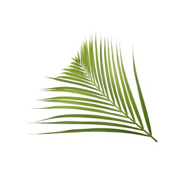 Beyaz arkaplanda yeşil palmiye yaprağı