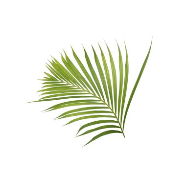 Beyaz arkaplanda yeşil palmiye yaprağı