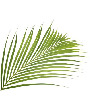 Beyaz arkaplanda yeşil palmiye yaprağı