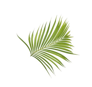 Beyaz arkaplanda yeşil palmiye yaprağı
