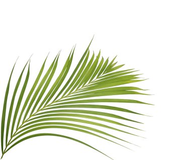 Beyaz arkaplanda yeşil palmiye yaprağı