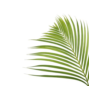 Beyaz arkaplanda yeşil palmiye yaprağı