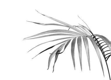 Beyaz arkaplanda yeşil palmiye yaprağı