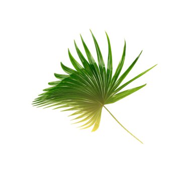 Palmiye ağacının yeşil yaprağı