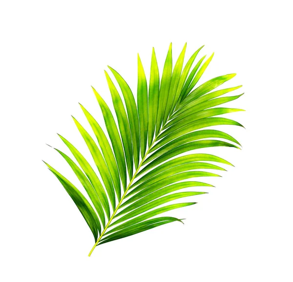 Grüne Blätter Der Palme Isoliert Auf Weißem Hintergrund — Stockfoto