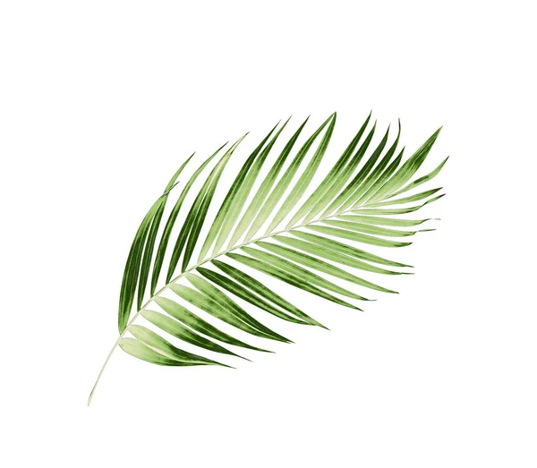 Hojas Verdes Palmera Sobre Fondo Blanco — Foto de Stock