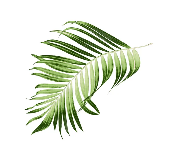 Groene Bladeren Van Palmboom Witte Achtergrond — Stockfoto