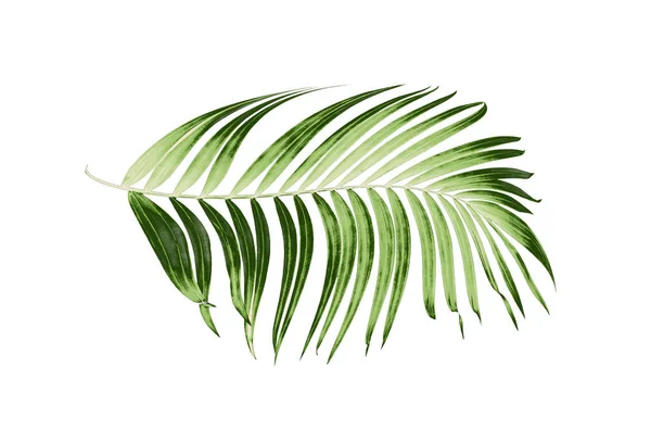 Hojas Verdes Palmera Sobre Fondo Blanco — Foto de Stock