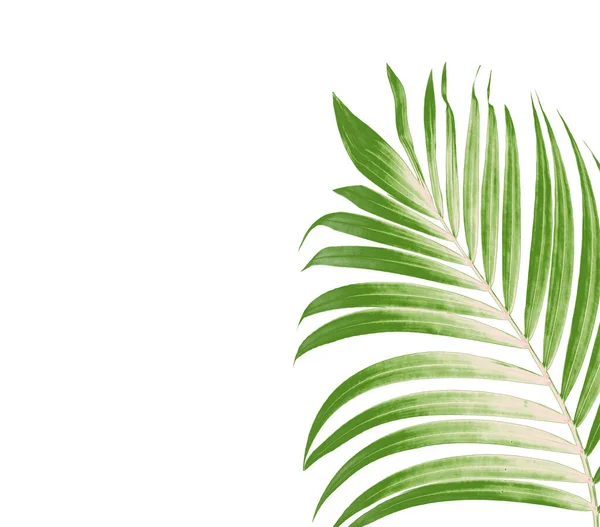 Grünes Blatt Der Palme Auf Weißem Hintergrund — Stockfoto