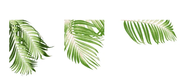 Green Palm Leaf White Background — Stock Photo, Image