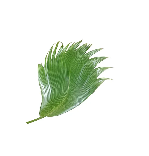 Grünes Palmblatt Auf Weißem Hintergrund — Stockfoto