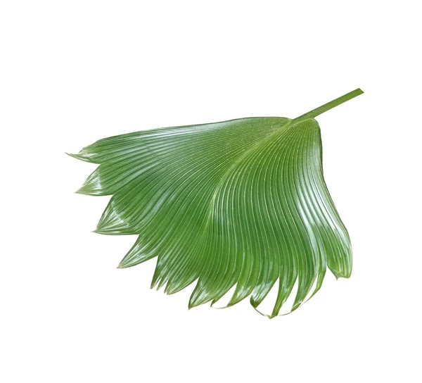 Grünes Palmblatt Auf Weißem Hintergrund — Stockfoto