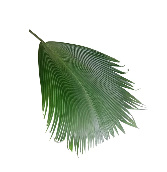 白色背景的绿色棕榈叶 — 图库照片