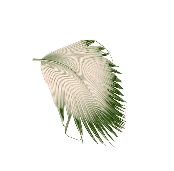 Green Palm Leaf White Background — Stock Photo, Image