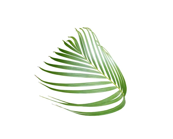 Beyaz Arkaplanda Yeşil Palmiye Yaprağı — Stok fotoğraf