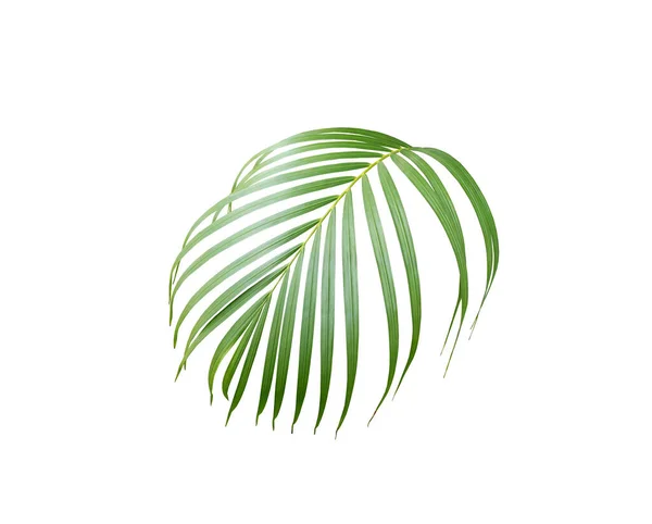 Zelený Palmový List Bílém Pozadí — Stock fotografie