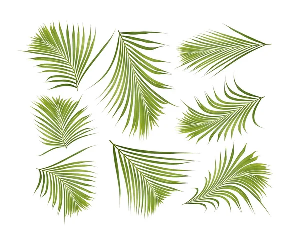 Foglia Palma Verde Isolata Sfondo Bianco — Foto Stock