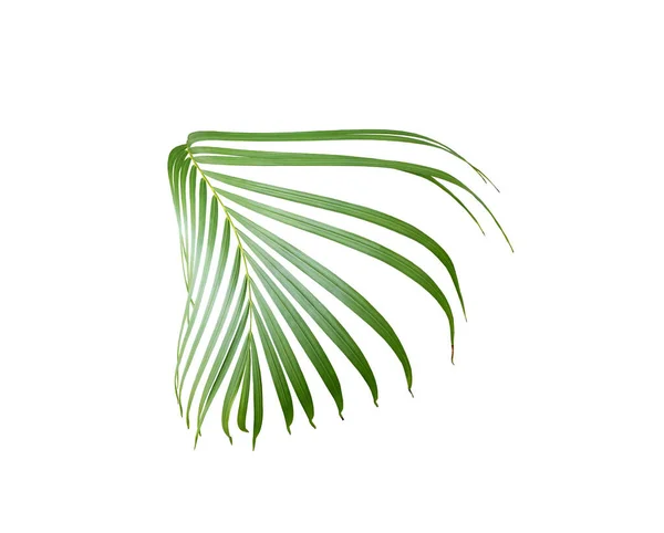 Green Palm Leaf White Background — Stock Photo, Image