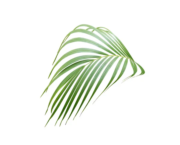 Folha Palma Verde Fundo Branco — Fotografia de Stock
