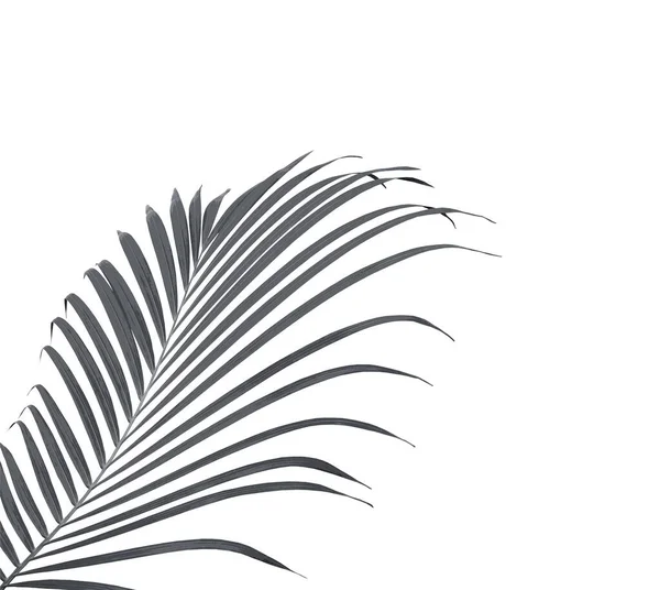 Зелене Пальмове Листя Білому Фоні — стокове фото