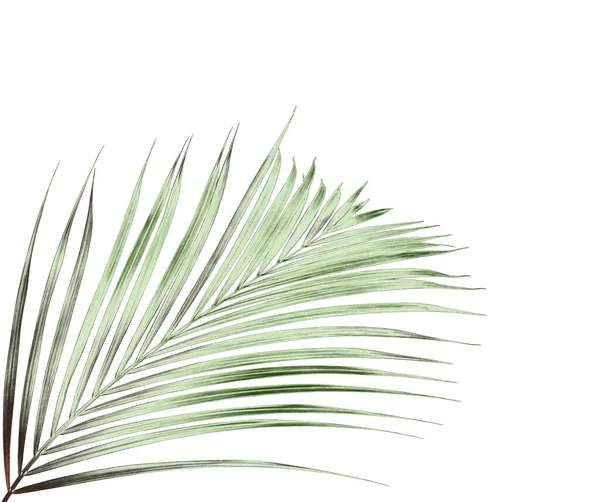 Feuille Palmier Vert Sur Fond Blanc — Photo
