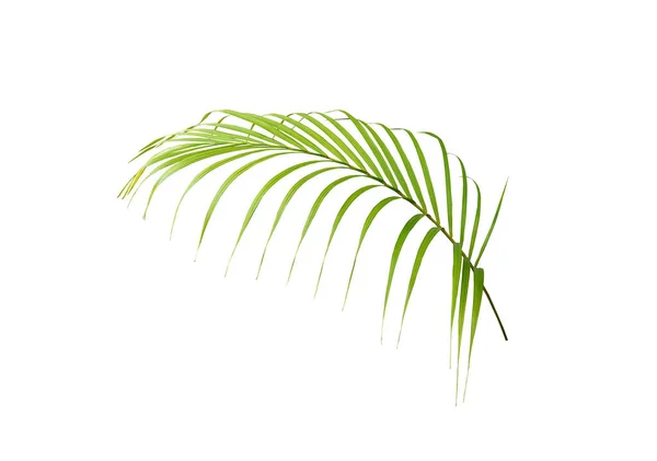 白色背景的绿色棕榈叶 — 图库照片