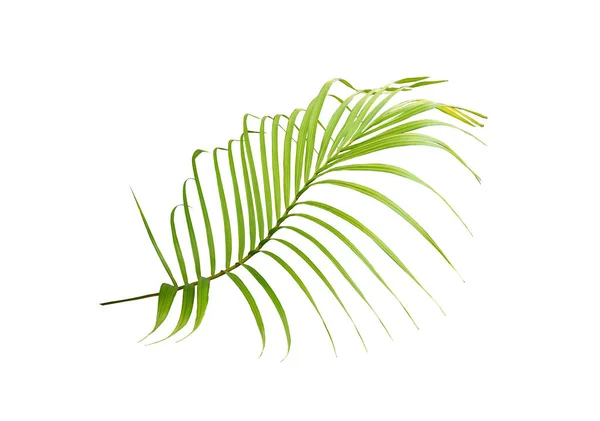 Foglia Palma Verde Sfondo Bianco — Foto Stock
