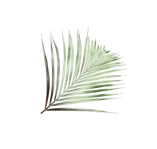 Foglia Palma Verde Sfondo Bianco — Foto Stock