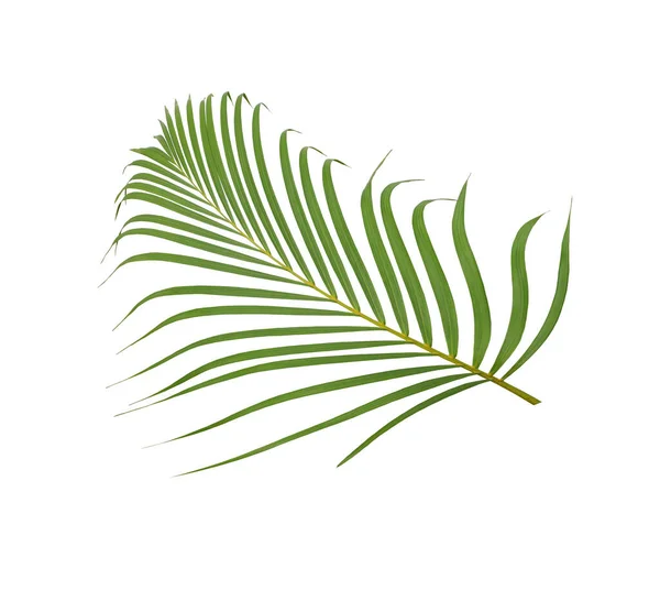Feuille Palmier Vert Sur Fond Blanc — Photo
