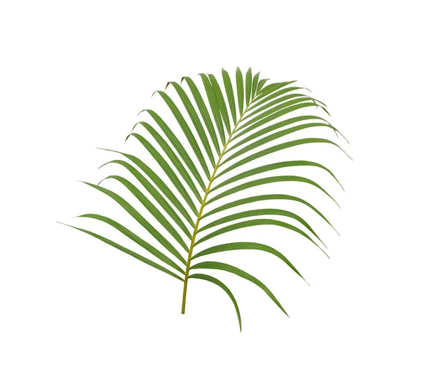 Zelený Palmový List Bílém Pozadí — Stock fotografie