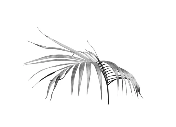 Green Palm Leaf White Background — Stock Photo, Image