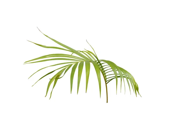 Green Palm Leaf White Background — Stock Photo, Image