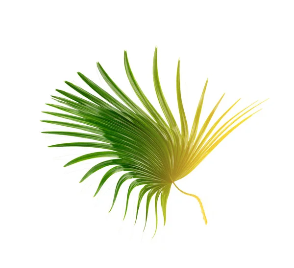 Green Leaf Palm Tree Background — Stock Photo, Image