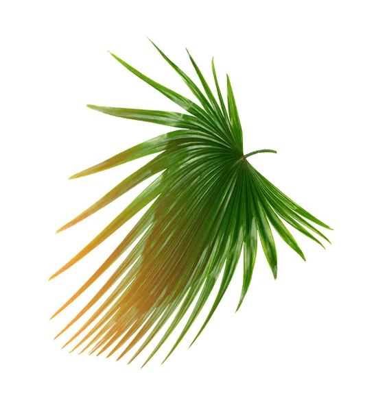 Groene Blad Van Palmboom Achtergrond — Stockfoto