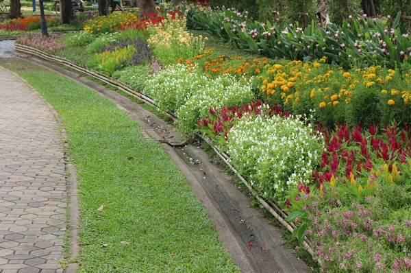 Blomma Trädgården Och Grönt Gräs — Stockfoto