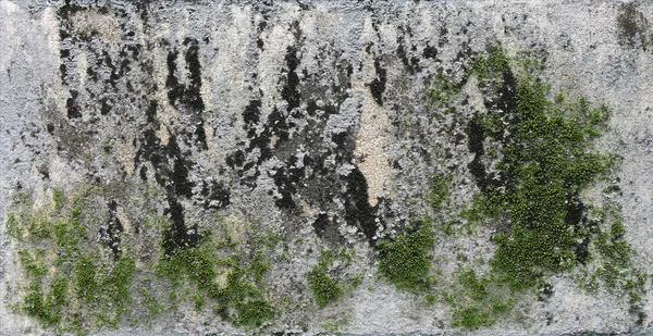 背景纹理 覆盖着苔藓或海藻的旧混凝土板的表面 — 图库照片