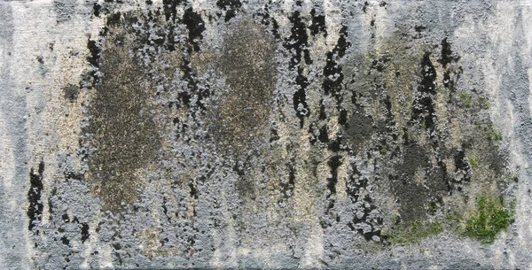 背景纹理 覆盖着苔藓或海藻的旧混凝土板的表面 — 图库照片