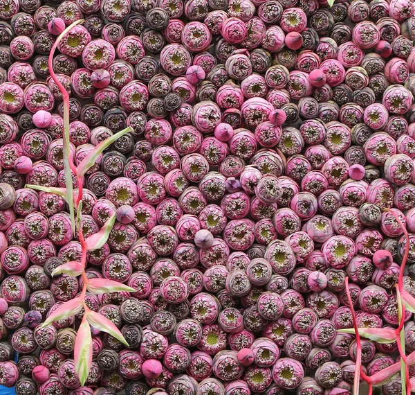 Lotusblume Vertikalen Garten Hintergrund — Stockfoto