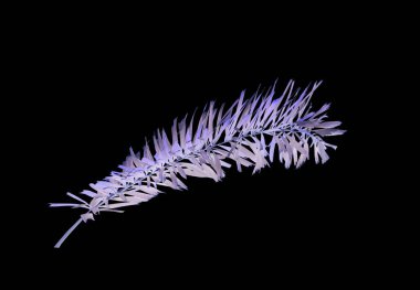 yeşil tilki kuyruğu palmiye ağacı kırpma yolu ile beyaz arkaplanda izole