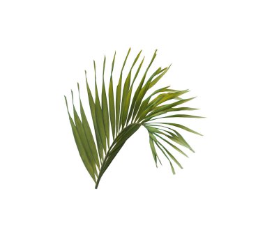 kırpma yolu ile beyaz arkaplanda izole yeşil palmiye yaprağı