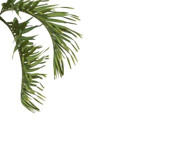 Beyaz arkaplanda yeşil palmiye yaprağı